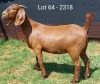 1X KALAHARI RED FLOCK DOE E & C BOERDERY