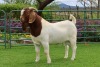 1X BOER GOAT FLOCK BUCK PW BOTHA BOERBOKSTOET