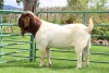 WITHDRAWN - 1X BOER GOAT BUCK PW BOTHA BOERBOKSTOET