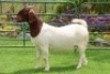 1X BOER GOAT PREGNANT FLOCK DOE PW BOTHA BOERBOKSTOET