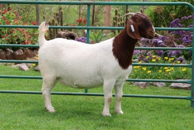 1X BOER GOAT PREGNANT FLOCK DOE PW BOTHA BOERBOKSTOET