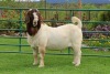 1X BOER GOAT FLOCK BUCK PW BOTHA BOERBOKSTOET