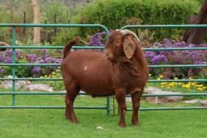 1X KALAHARI RED FLOCK BUCK PW BOTHA BOERBOKSTOET