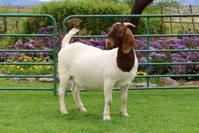 1X BOER GOAT PREGNANT FLOCK DOE PW BOTHA BOERBOKSTOET