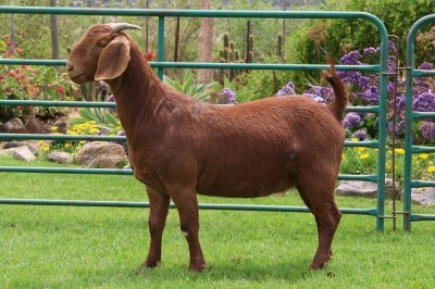 1X KALAHARI RED FLOCK DOE PW BOTHA BOERBOKSTOET