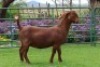 1X KALAHARI RED FLOCK DOE PW BOTHA BOERBOKSTOET