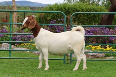 1X BOER GOAT PREGNANT FLOCK DOE PW BOTHA BOERBOKSTOET