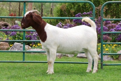 1X BOER GOAT FLOCK DOE PW BOTHA BOERBOKSTOET