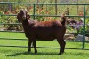 1X KALAHARI RED FLOCK DOE PW BOTHA BOERBOKSTOET