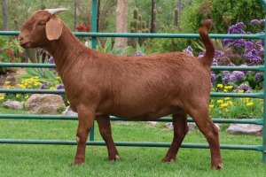 1X KALAHARI RED FLOCK DOE PW BOTHA BOERBOKSTOET