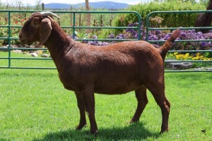 1X KALAHARI RED FLOCK DOE PW BOTHA BOERBOKSTOET