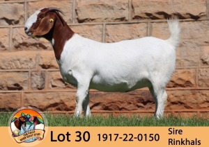 1X BOER GOAT FLOCK DOE THE FALLS BOER GOAT STUD