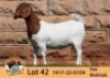 1X BOER GOAT FLOCK DOE THE FALLS BOER GOAT STUD