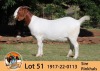 1X BOER GOAT FLOCK DOE THE FALLS BOER GOAT STUD