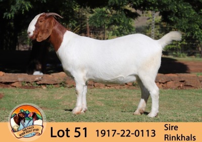 1X BOER GOAT FLOCK DOE THE FALLS BOER GOAT STUD