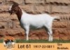 1X BOER GOAT STUD DOE THE FALLS BOER GOAT STUD