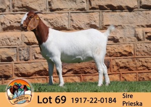 1X BOER GOAT STUD DOE THE FALLS BOER GOAT STUD