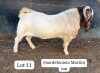 WITHDRAWN - 1X BOER GOAT BUCK SUZANNE VAN DYK BOERBOKSTOET