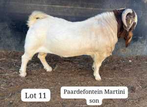 WITHDRAWN - 1X BOER GOAT BUCK SUZANNE VAN DYK BOERBOKSTOET