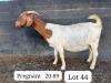 1+2X BOER GOAT FLOCK DOE SUZANNE VAN DYK BOERBOKSTOET - 5