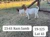 1+1X BOER GOAT FLOCK DOE SUZANNE VAN DYK BOERBOKSTOET - 2