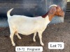 WITHDRAWN - 1+3X BOER GOAT FLOCK DOE SUZANNE VAN DYK BOERBOKSTOET