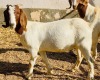 WITHDRAWN - 1X BOER GOAT DOE VONLOU BOERBOKSTOET