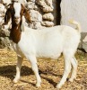 1X BOER GOAT FLOCK DOE VONLOU BOERBOKSTOET