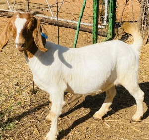 1X BOER GOAT FLOCK DOE VONLOU BOERBOKSTOET