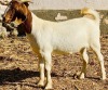 1X BOER GOAT FLOCK DOE VONLOU BOERBOKSTOET