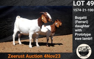 1+1X BOER GOAT FLOCK DOE COLLEN BOERDERY