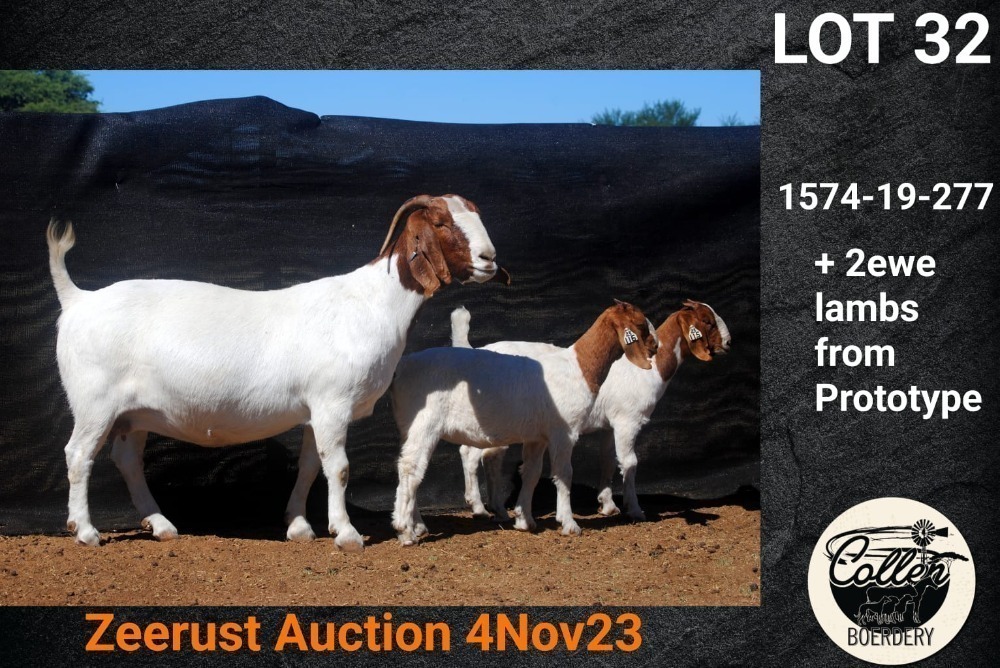 1 2x Boer Goat Stud Doe Collen Boerdery Sentraal Binneland Boerbok