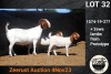 1+2X BOER GOAT STUD DOE COLLEN BOERDERY - 2