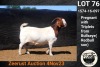 WITHDRAWN - 1X BOER GOAT DOE COLLEN BOERDERY