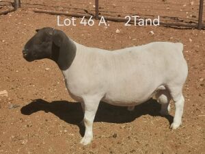 1X FLOCK DORPER RAM Dirk Steenkamp Dorpers