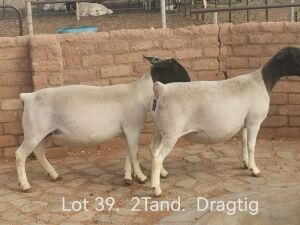 1X PREGNANT FLOCK DORPER OOI/EWE Dirk Steenkamp Dorpers