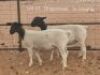 1X PREGNANT FLOCK DORPER OOI/EWE Dirk Steenkamp Dorpers