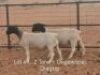 1X FLOCK DORPER OOI/EWE Dirk Steenkamp Dorpers