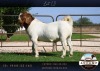 1X BOER GOAT STUD BUCK AUCAMP BOER GOAT STUD