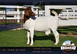 1X BOER GOAT FLOCK DOE AUCAMP BOER GOAT STUD