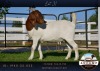 1X BOER GOAT FLOCK DOE AUCAMP BOER GOAT STUD