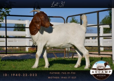 1X BOER GOAT FLOCK DOE AUCAMP BOER GOAT STUD