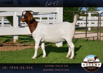 1X BOER GOAT FLOCK DOE AUCAMP BOER GOAT STUD