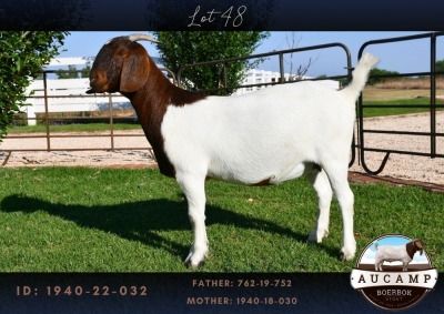 WITHDRAWN - 1X BOER GOAT DOE AUCAMP BOER GOAT STUD