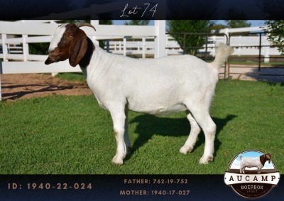 1X BOER GOAT FLOCK DOE AUCAMP BOER GOAT STUD