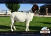 1X BOER GOAT FLOCK DOE AUCAMP BOER GOAT STUD