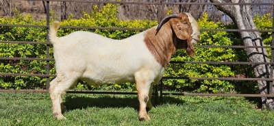 1X BOER GOAT FLOCK BUCK WIANCKO BOERBOKSTOET