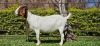 1X BOER GOAT PREGNANT STUD DOE WIANCKO BOERBOKSTOET