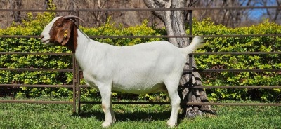 1X BOER GOAT PREGNANT STUD DOE WIANCKO BOERBOKSTOET