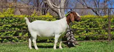 1X BOER GOAT PREGANT STUD DOE WIANCKO BOERBOKSTOET